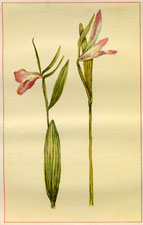 SPREADING POGONIA