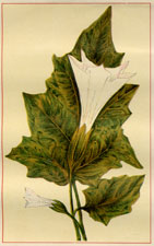 THORN-APPLE, JIMSON WEED