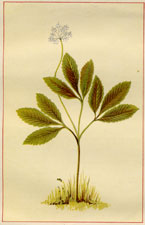 THREE-LEAVED GINSENG