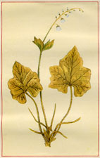 TWO-LEAVED MITRE WORT