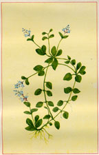 VERONICA SERPYLLIFOLIA