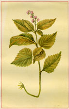 WOOD NETTLE