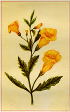 YELLOW FOX-GLOVE