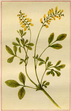  YELLOW MELILOT SWEET CLOVER