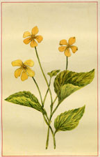 YELLOW VIOLET