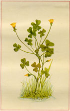 YELLOW WOOD-SORREL