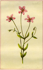 AMERICAN CENTAURY