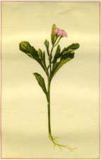 AMERICAN SEA ROCKET