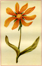 ARIZONA WYETHIA