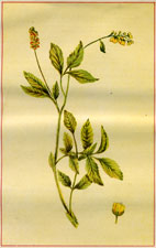 Agrimony