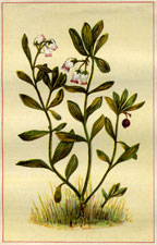 BEARBERRY