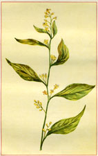 BROAD-LEAVED GOLDEN ROD