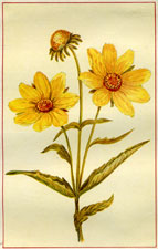 BUR MARIGOLD