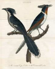 Cape Cuckoo