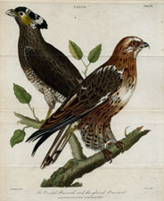 The Crested Buzzard, and the gloved Buzzard