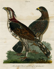 The doubtful Hawk, and the tufted Goshawk