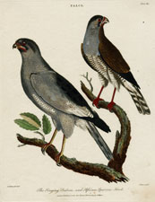 The Singing Falcon, and African Sparrow-Hawk