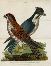 The mountain Kestrel, and crested Fisher Falcon