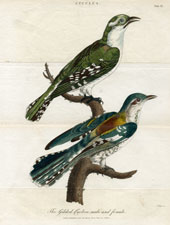 Gilded Cuckoo