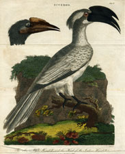 Indian Hornbill