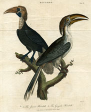 Javan and Gingala Hornbills