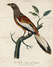 Rufous Magpie of Bengal