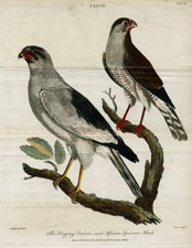 The Singing Falcon, and African Sparrow-Hawk
