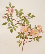 Rosa blanda var. Willmottiana