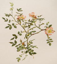 Rosa canina, var. Exilis Keller