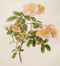 Rosa canina, var. Globosa Desv.