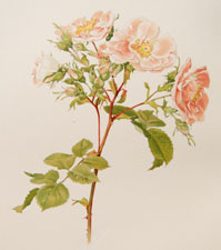 Rosa damascena Miller