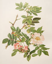 Rosa Dumetorum Thuill