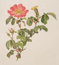 Rosa gallica L.