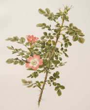 Glutinosa var. poteriifolia