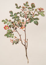 Rosa gymnocarpt