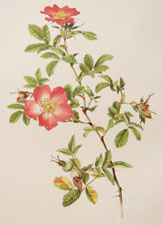 Rosa Hawrana Kmet