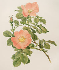 Rosa jundzilli Besser