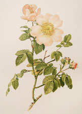 Rosa macrantha Desp.