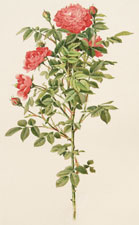 Rosa Pomponia