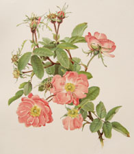 rosa pomifera var.