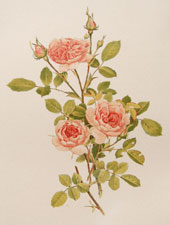 Rosa pomponia De Candolle