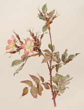 Rosa Rubrifolia Villars