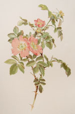 Rosa tomentosa Smith