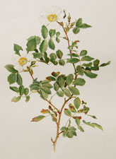 Rosa beggeriana Schrenk