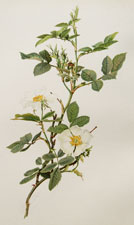 Rosa coriifolia Fries.