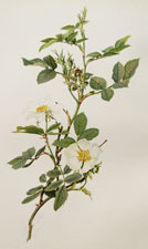Rosa coriifolia Fries.