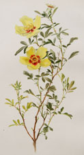 Rosa hardii Cels