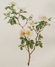 Rosa micrantha