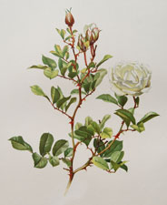 Rosa laevigata x chinensis 