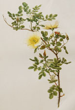 Rosa spinosissima